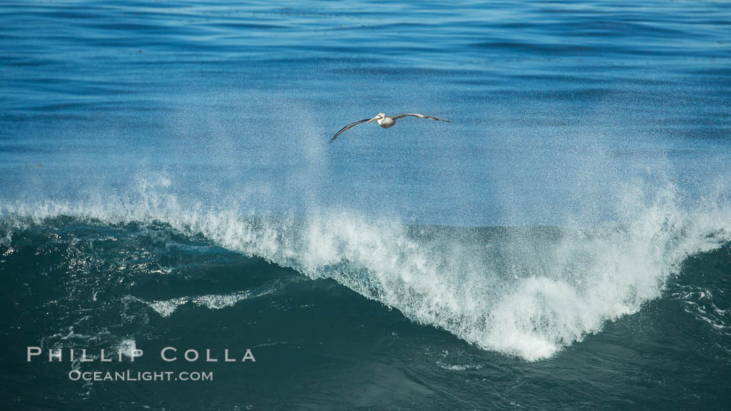 California Brown Pelican flying over a breaking wave. La Jolla, USA, Pelecanus occidentalis, Pelecanus occidentalis californicus, natural history stock photograph, photo id 30371