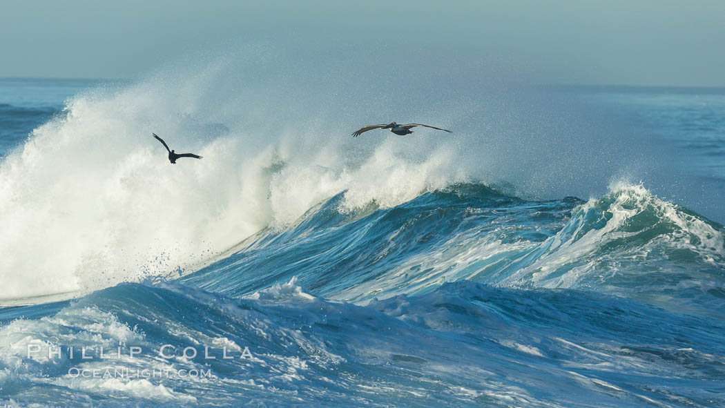 California Brown Pelican flying over a breaking wave. La Jolla, USA, Pelecanus occidentalis, Pelecanus occidentalis californicus, natural history stock photograph, photo id 30353