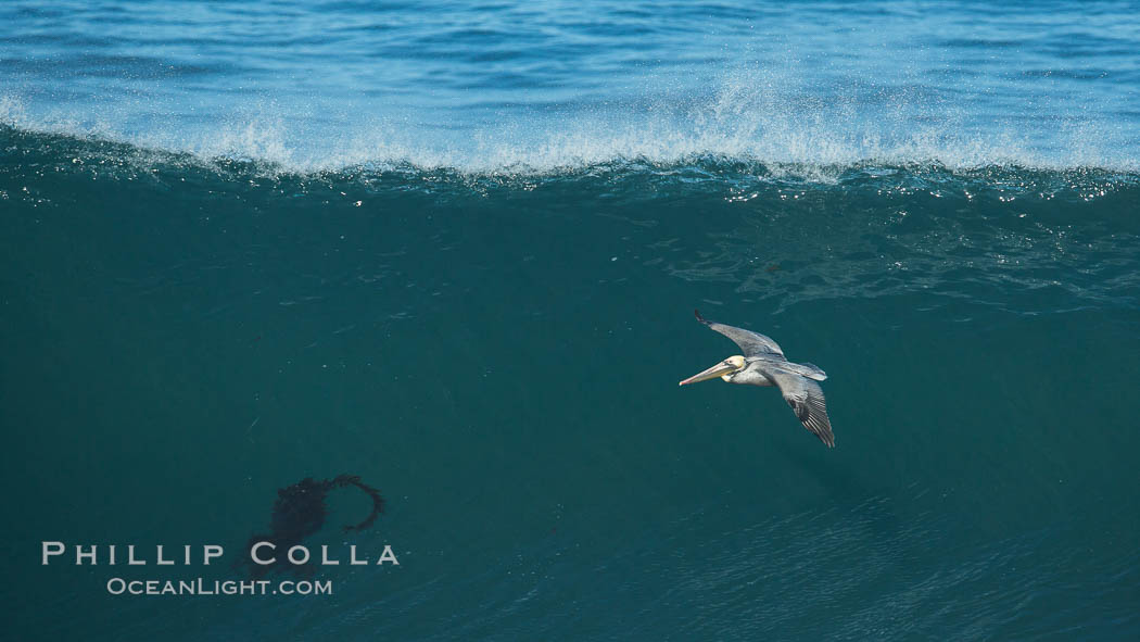 California Brown Pelican flying over a breaking wave. La Jolla, USA, natural history stock photograph, photo id 30373