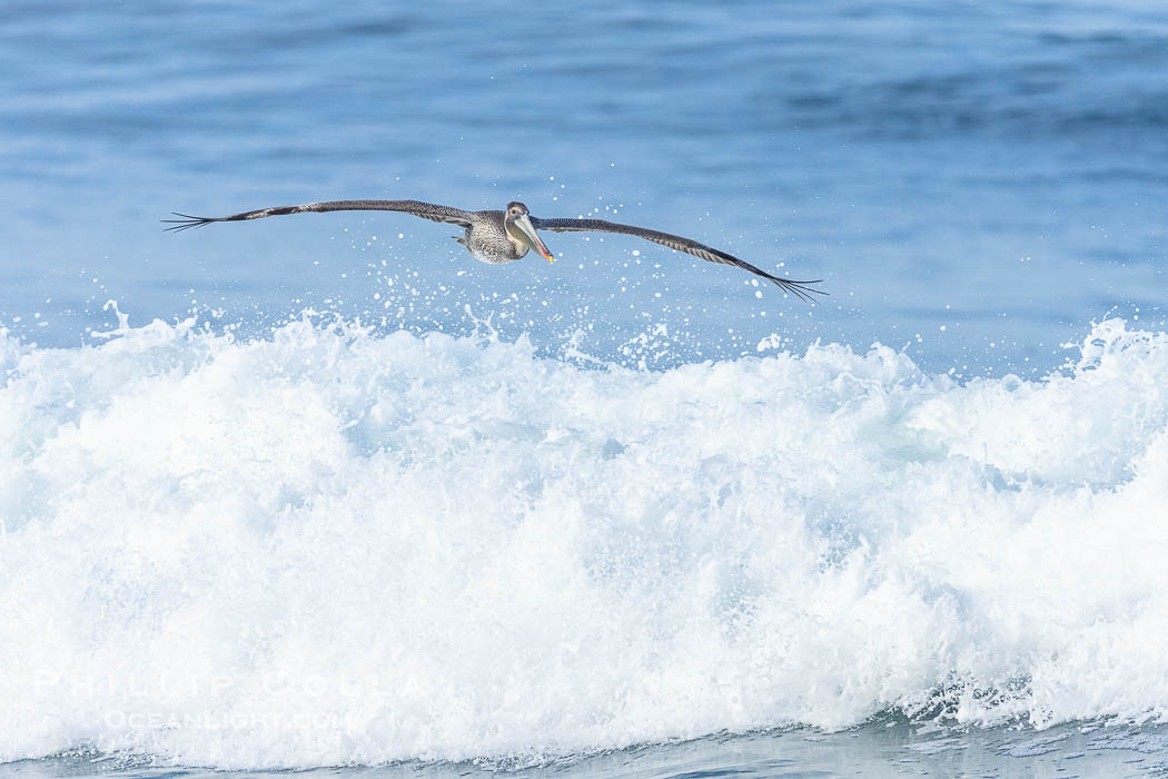California Brown Pelican flying over a breaking wave. La Jolla, USA, Pelecanus occidentalis, Pelecanus occidentalis californicus, natural history stock photograph, photo id 38649