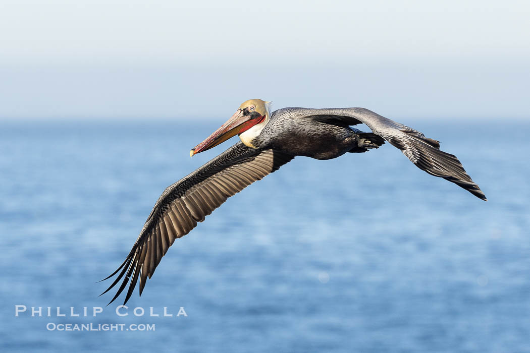 California Brown Pelican Flying over the Ocean, its wings can span over 7'., Pelecanus occidentalis, Pelecanus occidentalis californicus, natural history stock photograph, photo id 38822