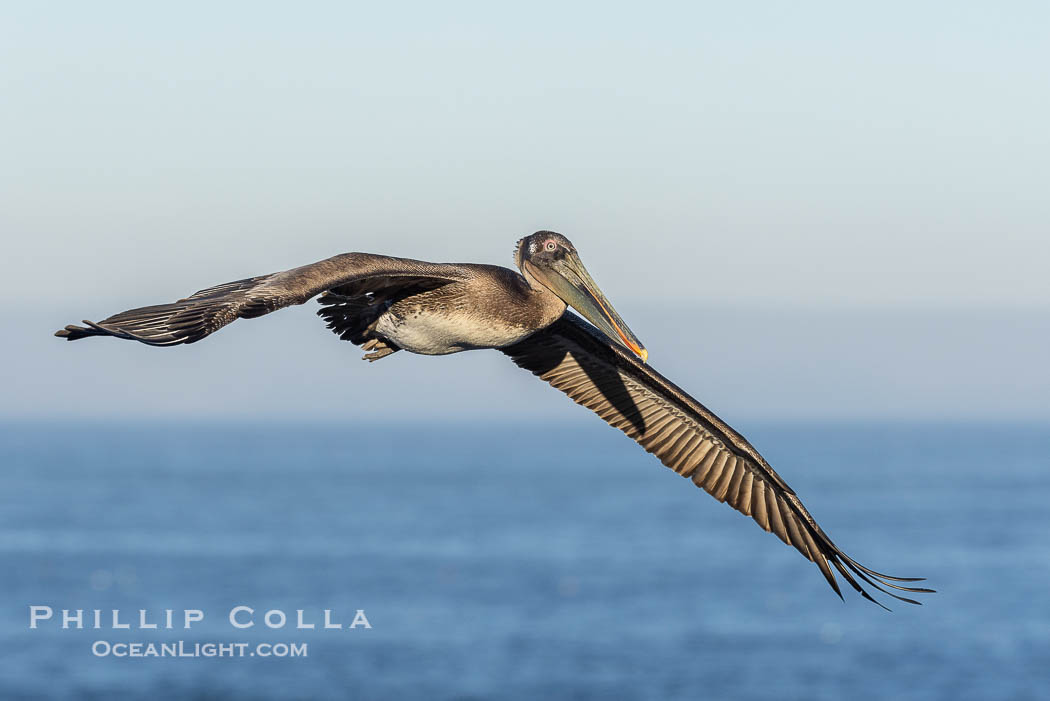 California Brown Pelican Flying over the Ocean, its wings can span over 7'., Pelecanus occidentalis, Pelecanus occidentalis californicus, natural history stock photograph, photo id 38826