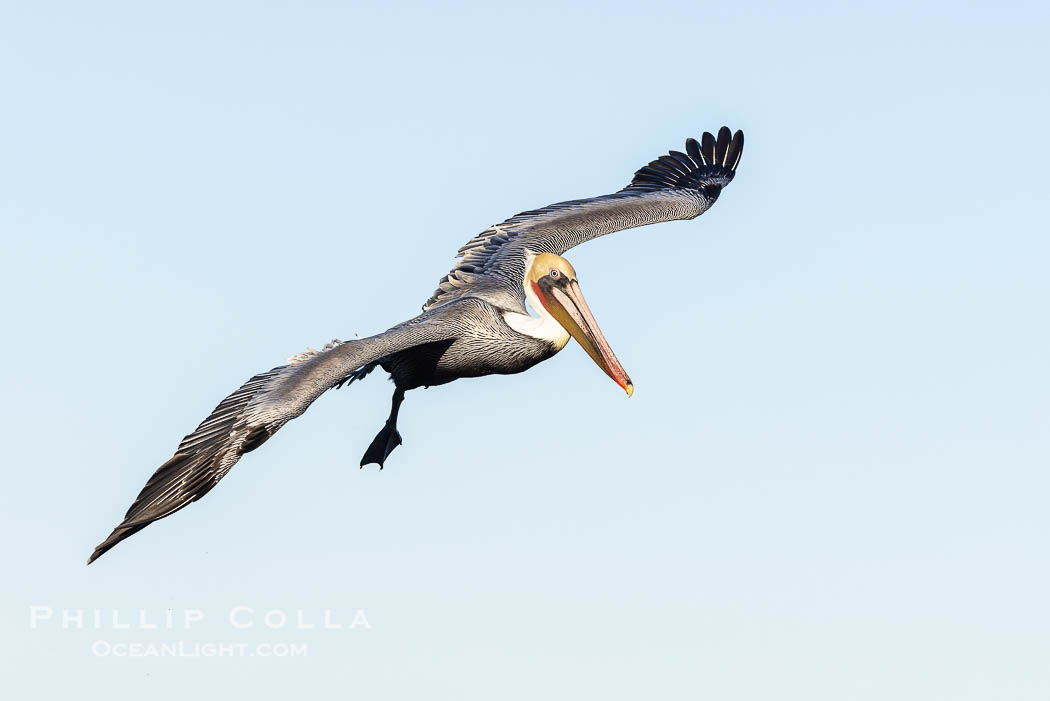California Brown Pelican Flying over the Ocean, its wings can span over 7'., Pelecanus occidentalis, Pelecanus occidentalis californicus, natural history stock photograph, photo id 38824