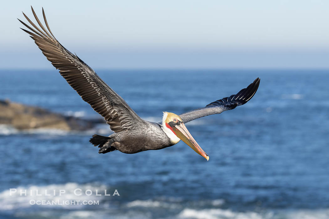 California Brown Pelican Flying over the Ocean, its wings can span over 7'. La Jolla, USA, Pelecanus occidentalis, Pelecanus occidentalis californicus, natural history stock photograph, photo id 38819