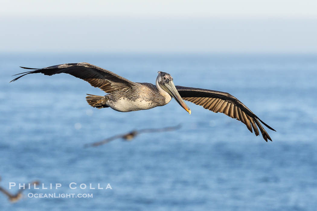 California Brown Pelican Flying over the Ocean, its wings can span over 7'., Pelecanus occidentalis, Pelecanus occidentalis californicus, natural history stock photograph, photo id 38827