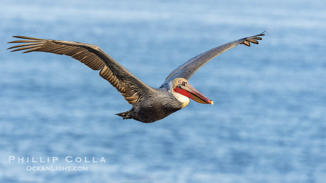 California Brown Pelican Flying over the Ocean, its wings can span over 7'., Pelecanus occidentalis, Pelecanus occidentalis californicus, natural history stock photograph, photo id 38831