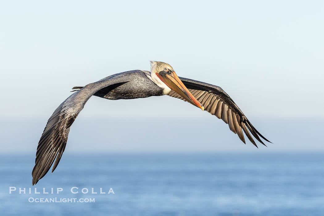 California Brown Pelican Flying over the Ocean, its wings can span over 7'., Pelecanus occidentalis, Pelecanus occidentalis californicus, natural history stock photograph, photo id 38813