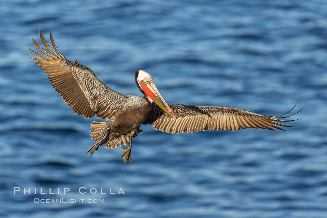 California brown pelican in flight, spreading wings wide to slow in anticipation of landing on seacliffs, Pelecanus occidentalis, Pelecanus occidentalis californicus, La Jolla