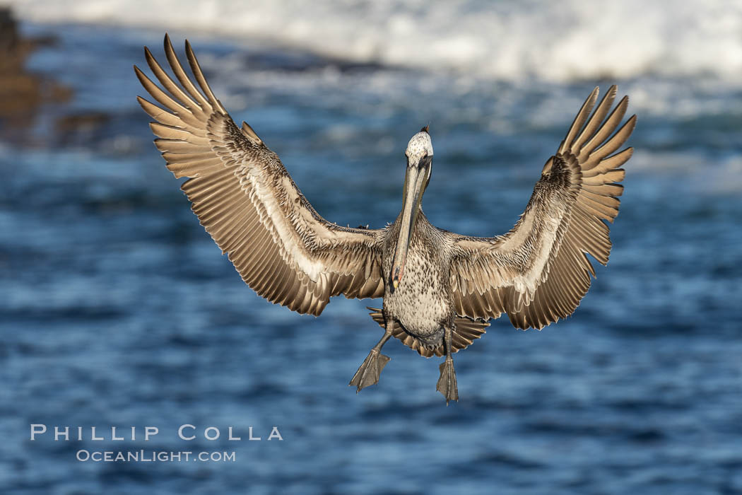 California brown pelican in flight, spreading wings wide to slow in anticipation of landing on seacliffs, Pelecanus occidentalis, Pelecanus occidentalis californicus, La Jolla