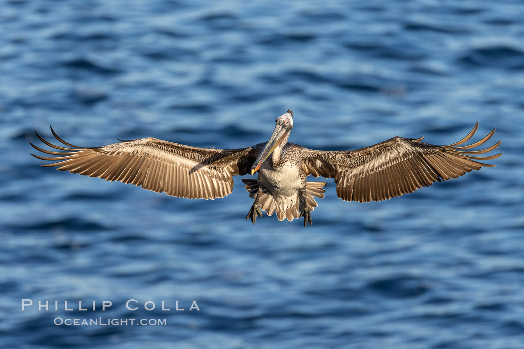 California brown pelican in flight, spreading wings wide to slow in anticipation of landing on seacliffs. La Jolla, USA, Pelecanus occidentalis, Pelecanus occidentalis californicus, natural history stock photograph, photo id 37799