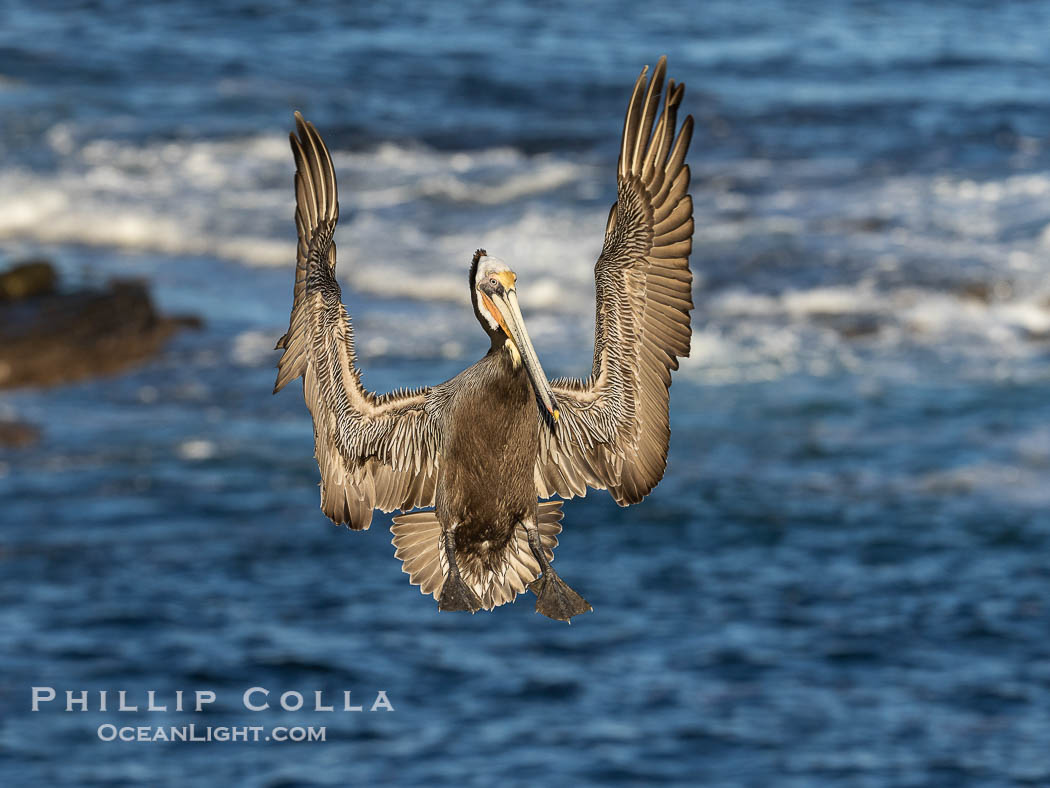 California brown pelican in flight, spreading wings wide to slow in anticipation of landing on seacliffs., Pelecanus occidentalis, Pelecanus occidentalis californicus, natural history stock photograph, photo id 37805