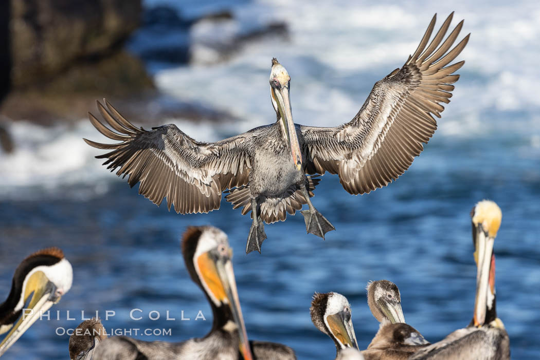 California brown pelican in flight, spreading wings wide to slow in anticipation of landing on seacliffs, Pelecanus occidentalis, Pelecanus occidentalis californicus, La Jolla