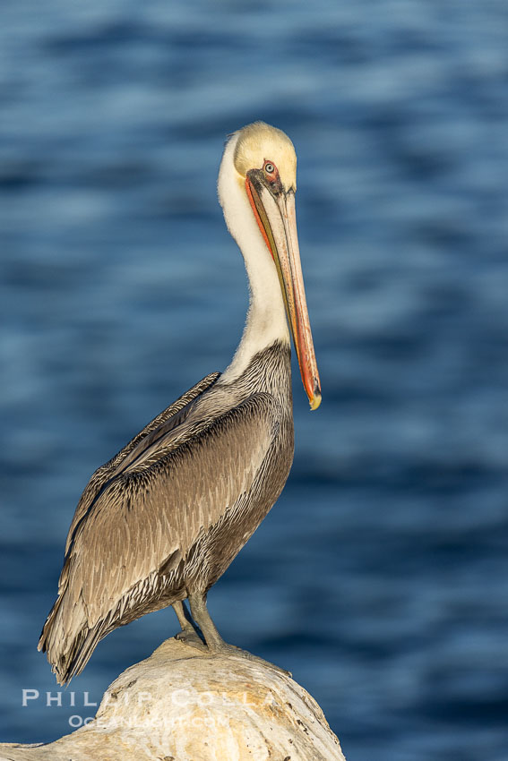 California brown pelican full body portrait, perched on rock over the ocean in sunlight, adult winter non-breeding plumage. La Jolla, USA, Pelecanus occidentalis, Pelecanus occidentalis californicus, natural history stock photograph, photo id 38591