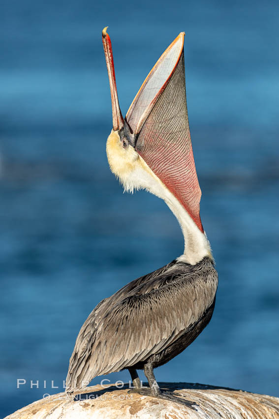 California Brown Pelican head throw, stretching its throat to keep it flexible and healthy. Note the winter mating plumage, olive and red throat, yellow head., Pelecanus occidentalis, Pelecanus occidentalis californicus, natural history stock photograph, photo id 36606