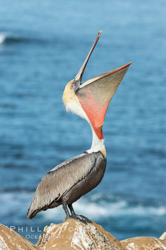 California Brown Pelican head throw, stretching its throat to keep it flexible and healthy. Note the winter mating plumage, olive and red throat, yellow head. La Jolla, USA, Pelecanus occidentalis, Pelecanus occidentalis californicus, natural history stock photograph, photo id 30342