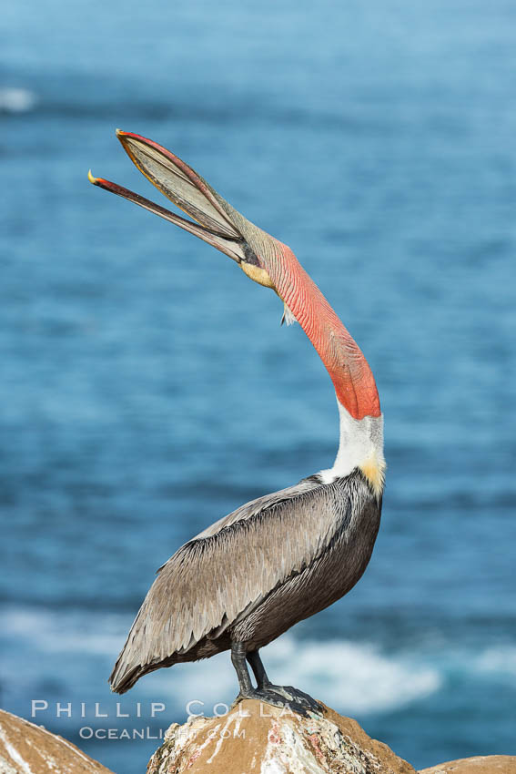 California Brown Pelican head throw, stretching its throat to keep it flexible and healthy. Note the winter mating plumage, olive and red throat, yellow head. La Jolla, USA, Pelecanus occidentalis, Pelecanus occidentalis californicus, natural history stock photograph, photo id 30346