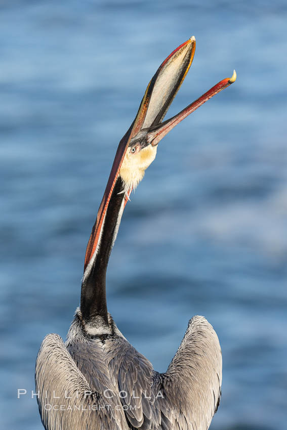 California Brown Pelican head throw, stretching its throat to keep it flexible and healthy. Note the winter mating plumage, olive and red throat, yellow head. La Jolla, USA, Pelecanus occidentalis, Pelecanus occidentalis californicus, natural history stock photograph, photo id 37622