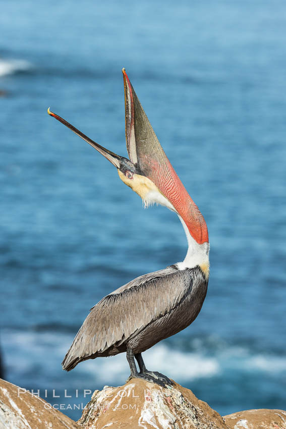 California Brown Pelican head throw, stretching its throat to keep it flexible and healthy. Note the winter mating plumage, olive and red throat, yellow head. La Jolla, USA, Pelecanus occidentalis, Pelecanus occidentalis californicus, natural history stock photograph, photo id 30344