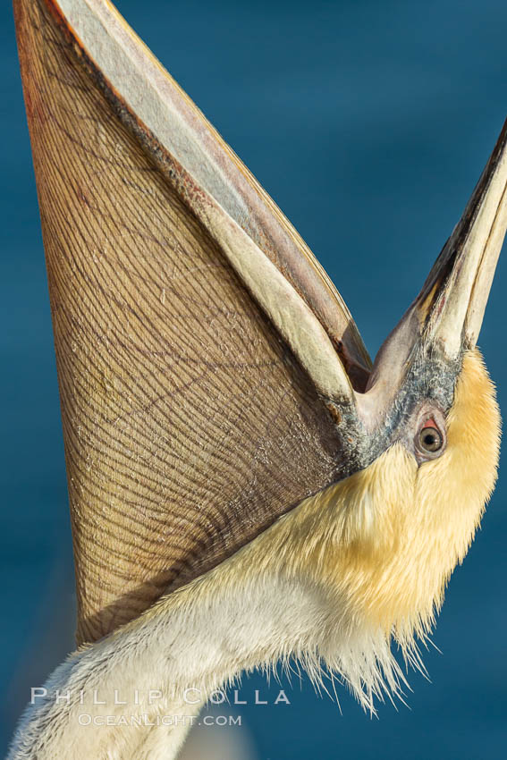 California Brown Pelican head throw, stretching its throat to keep it flexible and healthy. Note the winter mating plumage, olive and red throat, yellow head. La Jolla, USA, Pelecanus occidentalis, Pelecanus occidentalis californicus, natural history stock photograph, photo id 30412