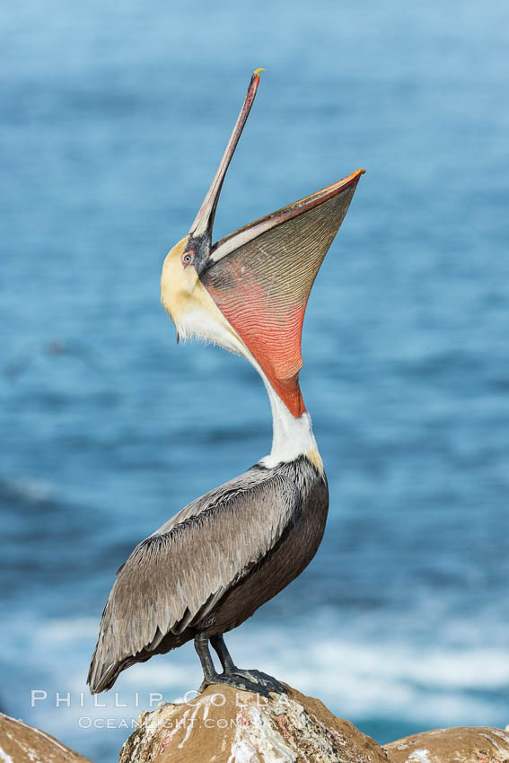 California Brown Pelican head throw, stretching its throat to keep it flexible and healthy. Note the winter mating plumage, olive and red throat, yellow head. La Jolla, USA, Pelecanus occidentalis, Pelecanus occidentalis californicus, natural history stock photograph, photo id 30339