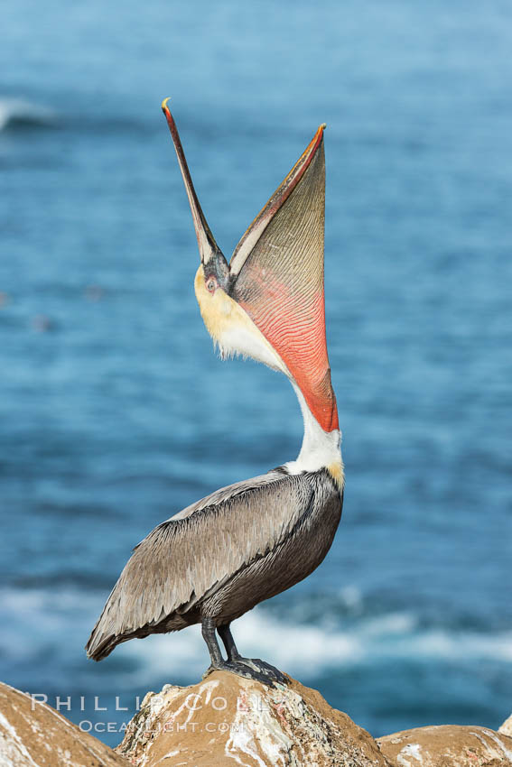 California Brown Pelican head throw, stretching its throat to keep it flexible and healthy. Note the winter mating plumage, olive and red throat, yellow head. La Jolla, USA, Pelecanus occidentalis, Pelecanus occidentalis californicus, natural history stock photograph, photo id 30343