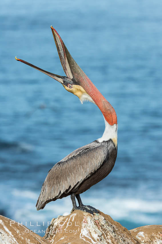 California Brown Pelican head throw, stretching its throat to keep it flexible and healthy. Note the winter mating plumage, olive and red throat, yellow head. La Jolla, USA, Pelecanus occidentalis, Pelecanus occidentalis californicus, natural history stock photograph, photo id 30341