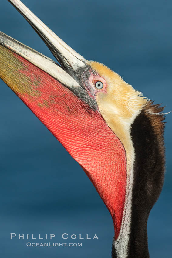 California Brown Pelican head throw, stretching its throat to keep it flexible and healthy. Note the winter mating plumage, olive and red throat, yellow head, Pelecanus occidentalis, Pelecanus occidentalis californicus, La Jolla