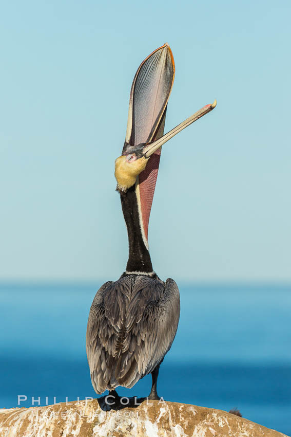 California Brown Pelican head throw, stretching its throat to keep it flexible and healthy. Note the winter mating plumage, olive and red throat, yellow head, Pelecanus occidentalis, Pelecanus occidentalis californicus, La Jolla