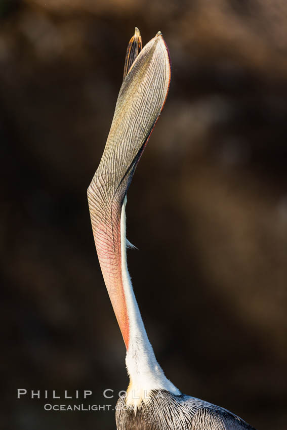 California Brown Pelican head throw, stretching its throat to keep it flexible and healthy, Pelecanus occidentalis, Pelecanus occidentalis californicus, La Jolla