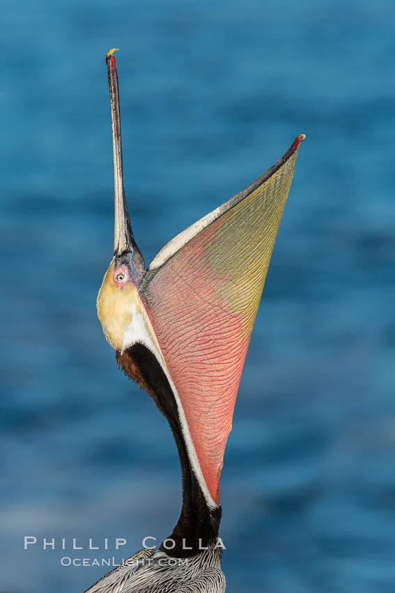 California Brown Pelican head throw, stretching its throat to keep it flexible and healthy. La Jolla, USA, Pelecanus occidentalis, Pelecanus occidentalis californicus, natural history stock photograph, photo id 29085