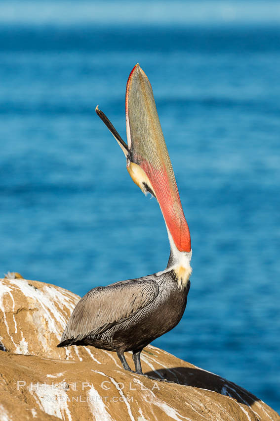 California Brown Pelican head throw, stretching its throat to keep it flexible and healthy. La Jolla, USA, Pelecanus occidentalis, Pelecanus occidentalis californicus, natural history stock photograph, photo id 30285