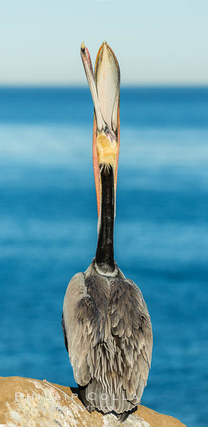 California Brown Pelican head throw, stretching its throat to keep it flexible and healthy. La Jolla, USA, Pelecanus occidentalis, Pelecanus occidentalis californicus, natural history stock photograph, photo id 30297