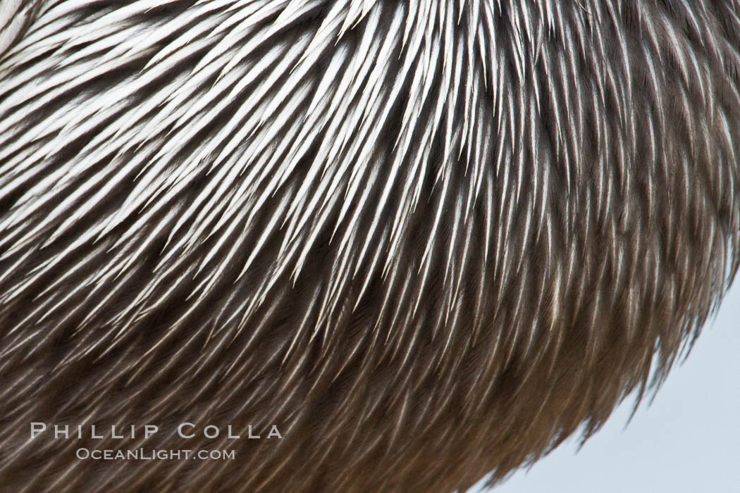 California brown pelican breast feather detail. La Jolla, USA, Pelecanus occidentalis, Pelecanus occidentalis californicus, natural history stock photograph, photo id 27266