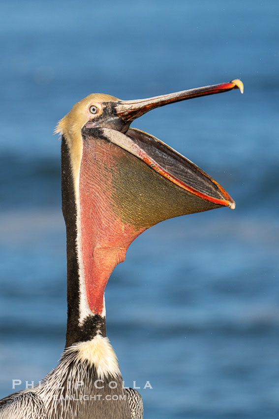 California brown pelican winter breeding plumage portrait, this adult is gently clapping its jaws, showing brown hind neck with yellow head, red and olive throat pouch, white with yellow chevron on the breast. La Jolla, USA, natural history stock photograph, photo id 39867