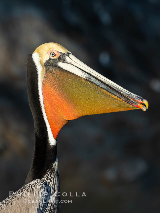 Brown pelican stretches its neck, to keep its throat pouch limber.  The characteristic winter mating plumage of the California race of brown pelican is shown, with deep red gular throat, yellow head and dark brown hindneck. La Jolla, USA, Pelecanus occidentalis, Pelecanus occidentalis californicus, natural history stock photograph, photo id 36833