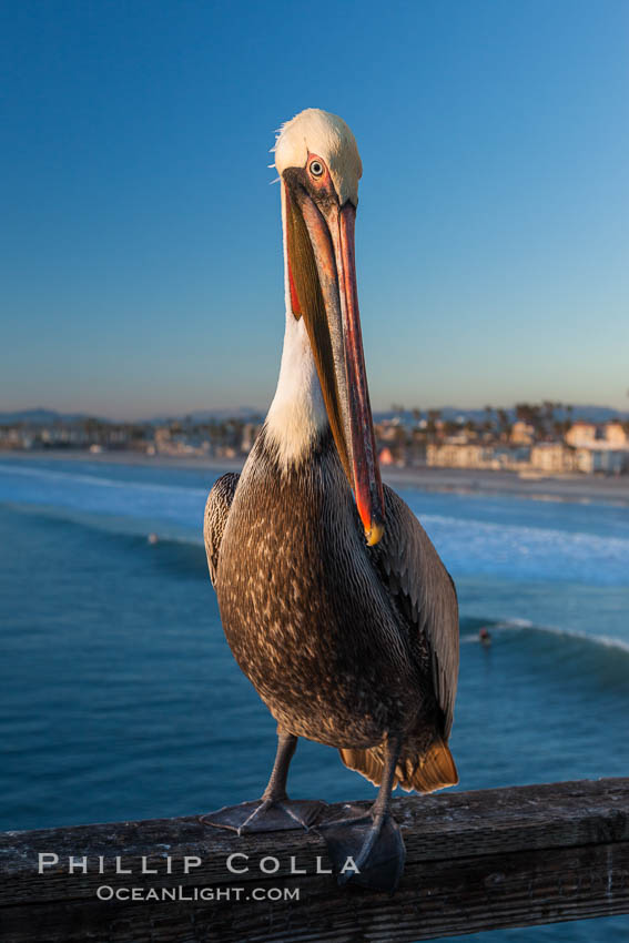 California brown pelican on Oceanside Pier, sitting on the pier railing, sunset, winter. USA, Pelecanus occidentalis, Pelecanus occidentalis californicus, natural history stock photograph, photo id 27603