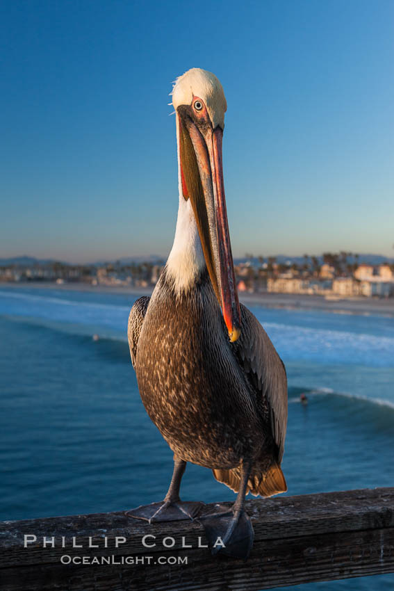 California brown pelican on Oceanside Pier, sitting on the pier railing, sunset, winter, Pelecanus occidentalis, Pelecanus occidentalis californicus