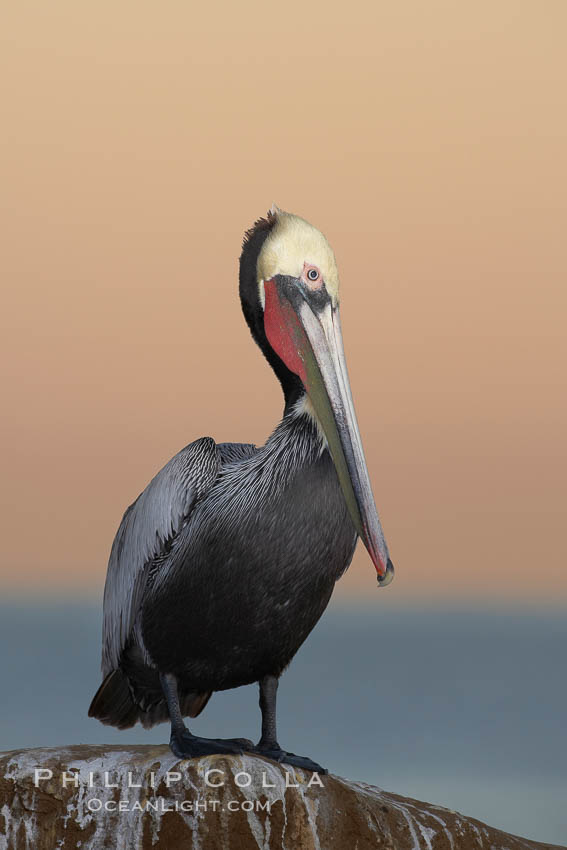 Brown pelican, winter adult breeding plumage, showing bright red gular pouch and dark brown hindneck plumage of breeding adults.  This large seabird has a wingspan over 7 feet wide. The California race of the brown pelican holds endangered species status, due largely to predation in the early 1900s and to decades of poor reproduction caused by DDT poisoning. La Jolla, USA, Pelecanus occidentalis, Pelecanus occidentalis californicus, natural history stock photograph, photo id 20074