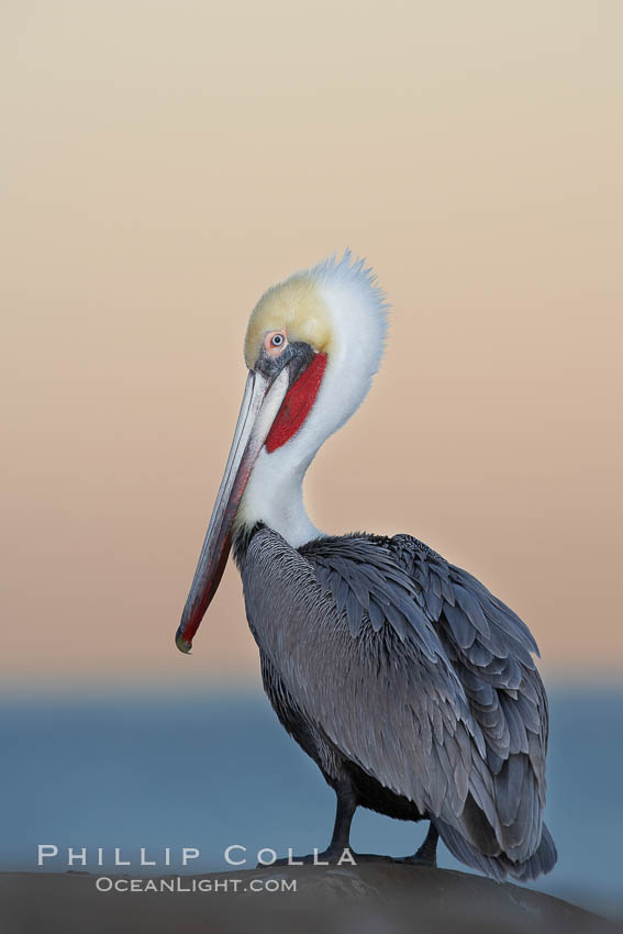 Brown pelican, non-breeding winter plumage. This large seabird has a wingspan over 7 feet wide. The California race of the brown pelican holds endangered species status, due largely to predation in the early 1900s and to decades of poor reproduction caused by DDT poisoning, Pelecanus occidentalis, Pelecanus occidentalis californicus, La Jolla