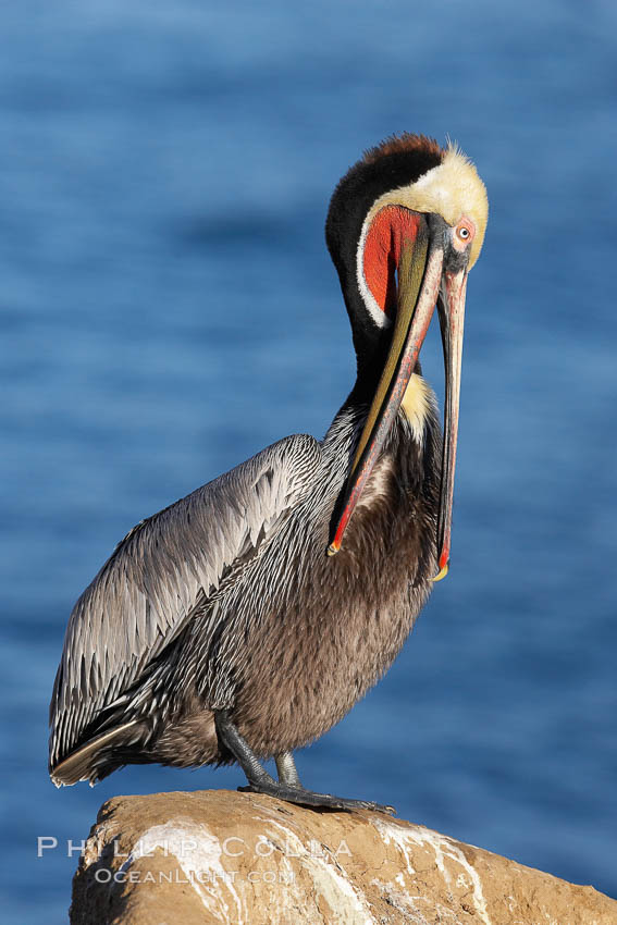 A brown pelican preening, reaching with its beak to the uropygial gland (preen gland) near the base of its tail.  Preen oil from the uropygial gland is spread by the pelican's beak and back of its head to all other feathers on the pelican, helping to keep them water resistant and dry.  Note adult winter breeding plumage in display, with brown neck, red gular throat pouch and yellow and white head. La Jolla, California, USA, Pelecanus occidentalis, Pelecanus occidentalis californicus, natural history stock photograph, photo id 20262
