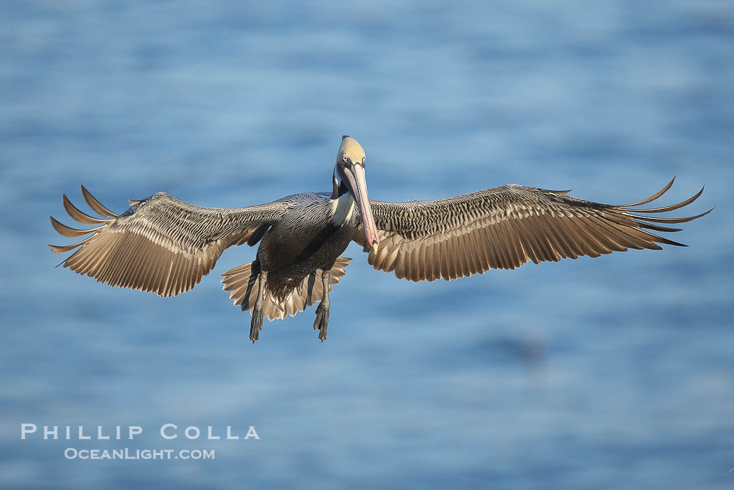 California brown pelican spreads its wings wide as it slows before landing on seacliffs., Pelecanus occidentalis, Pelecanus occidentalis californicus, natural history stock photograph, photo id 20278
