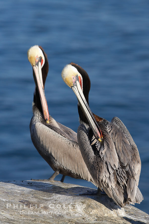 Pair of adult brown pelicans displaying winter breeding plumage with distinctive dark brown nape, yellow head feathers and red gular throat pouch., Pelecanus occidentalis, Pelecanus occidentalis californicus, natural history stock photograph, photo id 20286