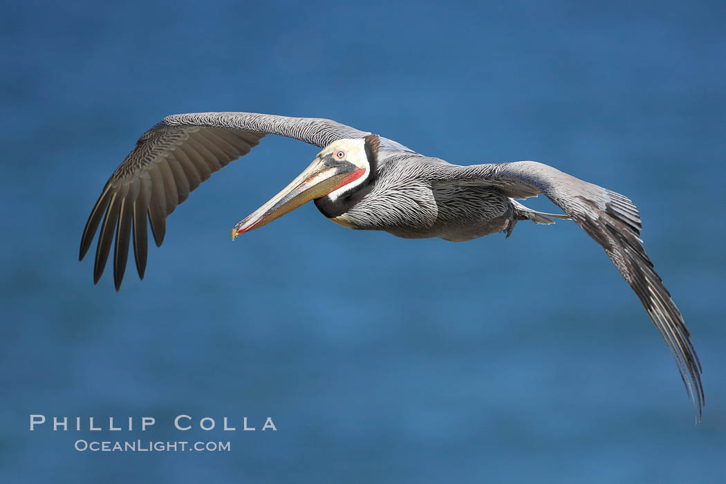 Brown pelican in flight.  The wingspan of the brown pelican is over 7 feet wide. The California race of the brown pelican holds endangered species status.  In winter months, breeding adults assume a dramatic plumage. La Jolla, USA, Pelecanus occidentalis, Pelecanus occidentalis californicus, natural history stock photograph, photo id 20294