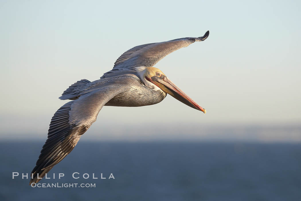 California brown pelican in flight, soaring over the ocean with its huge wings outstretched.  The wingspan of the brown pelican can be over 7 feet wide. The California race of the brown pelican holds endangered species status.  Adult winter non-breeding plumage showing white hindneck and red gular throat pouch. La Jolla, USA, Pelecanus occidentalis, Pelecanus occidentalis californicus, natural history stock photograph, photo id 20080