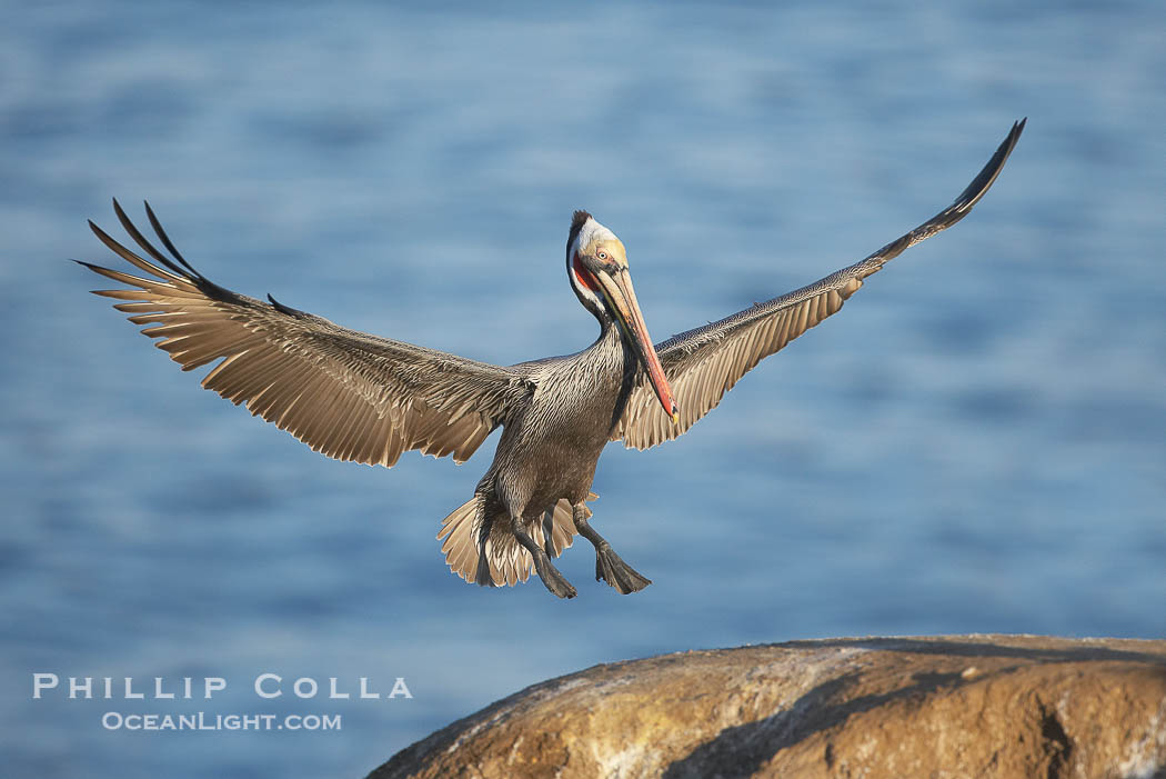 California brown pelican spreads its wings wide as it slows before landing on seacliffs., Pelecanus occidentalis, Pelecanus occidentalis californicus, natural history stock photograph, photo id 20280
