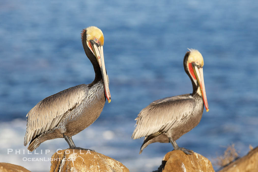 Pair of adult brown pelicans displaying winter breeding plumage with distinctive dark brown nape, yellow head feathers and red gular throat pouch., Pelecanus occidentalis, Pelecanus occidentalis californicus, natural history stock photograph, photo id 20296