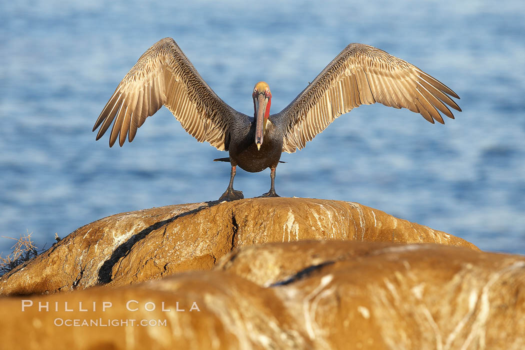 Brown pelican spreads its large wings as it balances on a perch above the ocean, early morning light, displaying adult winter plumage.  This large seabird has a wingspan over 7 feet wide. The California race of the brown pelican holds endangered species status, due largely to predation in the early 1900s and to decades of poor reproduction caused by DDT poisoning. La Jolla, USA, Pelecanus occidentalis, Pelecanus occidentalis californicus, natural history stock photograph, photo id 20300