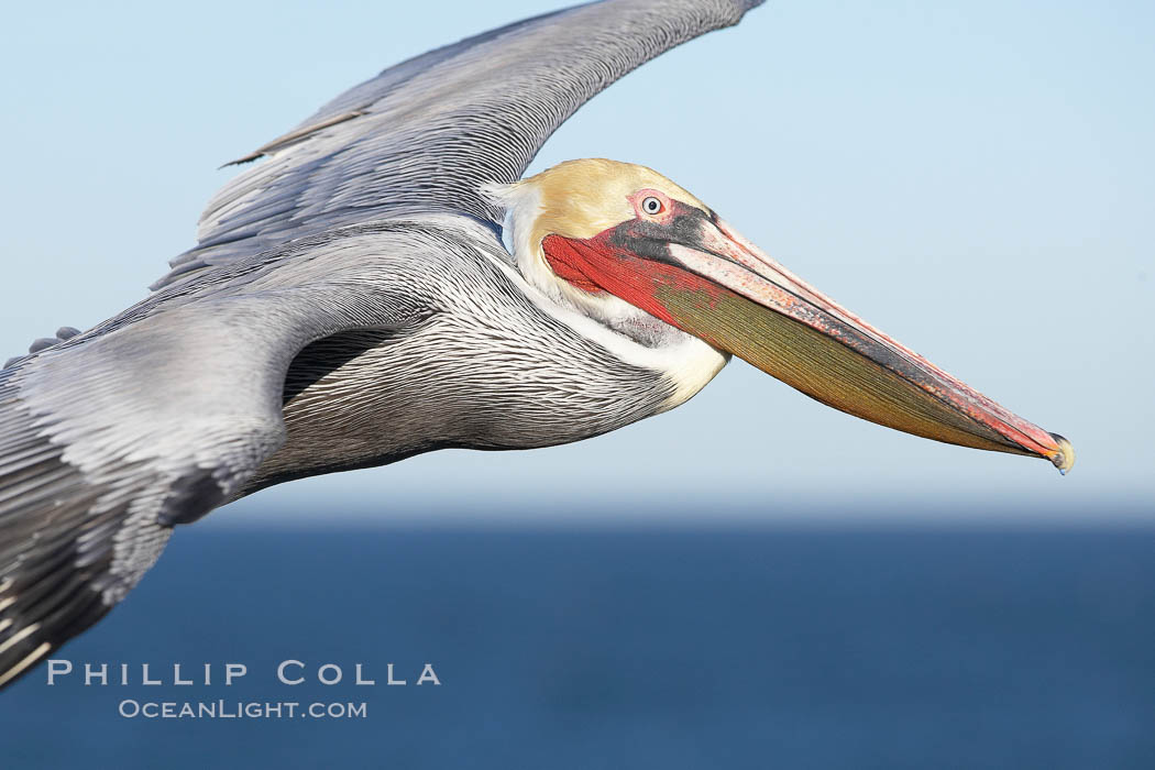 California brown pelican in flight, soaring over the ocean with its huge wings outstretched.  The wingspan of the brown pelican can be over 7 feet wide. The California race of the brown pelican holds endangered species status.  Adult winter non-breeding plumage showing white hindneck and red gular throat pouch. La Jolla, USA, Pelecanus occidentalis, Pelecanus occidentalis californicus, natural history stock photograph, photo id 20083