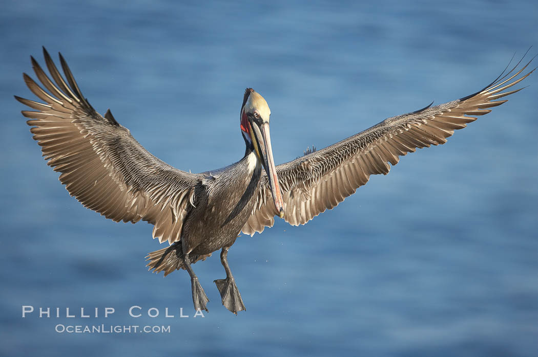 California brown pelican spreads its wings wide as it slows before landing on seacliffs. La Jolla, USA, Pelecanus occidentalis, Pelecanus occidentalis californicus, natural history stock photograph, photo id 20279