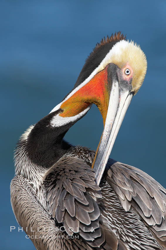 A brown pelican preening, reaching with its beak to the uropygial gland (preen gland) near the base of its tail. Preen oil from the uropygial gland is spread by the pelican's beak and back of its head to all other feathers on the pelican, helping to keep them water resistant and dry. Note adult winter breeding plumage in display, with brown neck, red gular throat pouch and yellow and white head, Pelecanus occidentalis, Pelecanus occidentalis californicus, La Jolla, California